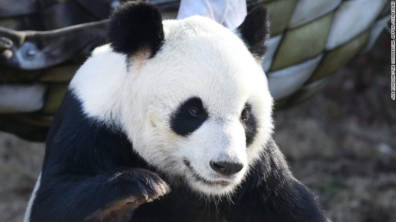 Giant panda Le Le at the Memphis Zoo picked the Kansas City Chiefs to win the Super Bowl over the Tampa Bay Buccaneers on February 5, 2021.