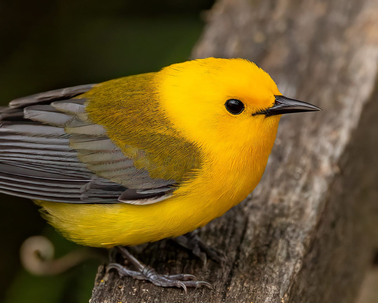 A prothonotary warbler is perched on the boardwalk. In this close up, you can see his yellow-orange head and chest, transitioning into a dark gray body. Its eye is completely black.