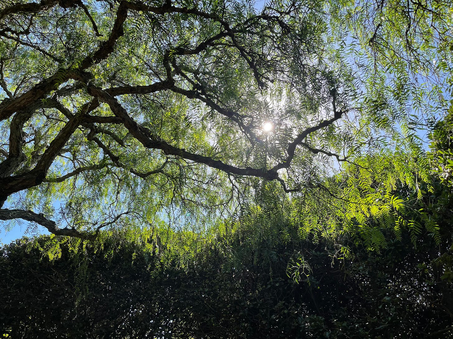 Sunshine flickers through the leaves and craggy branches of the pepper tree that centers the St. Francis altar at the gardens. Blue sky and light add the counterpoint to the rich foliage motif.