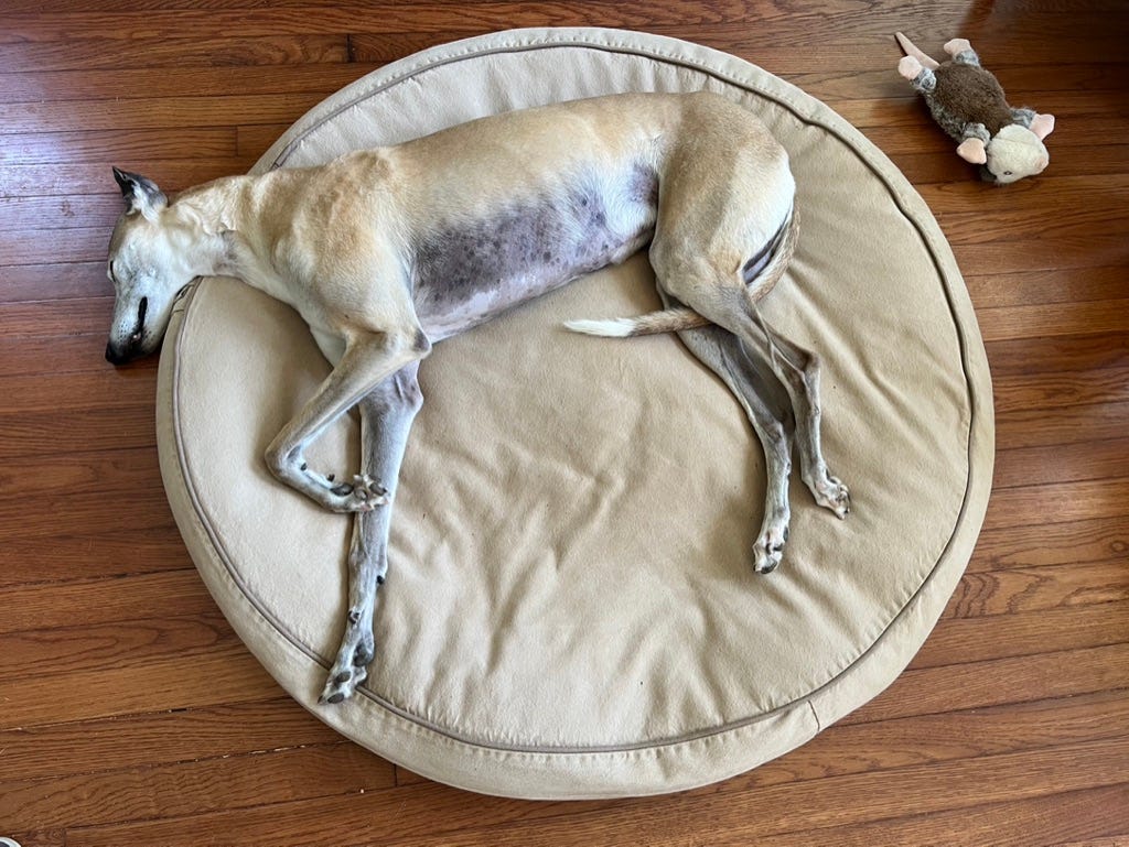 Fawn greyhound stretched out and asleep on her dog bed. Her stuffie toy, a possum, is off to the side.