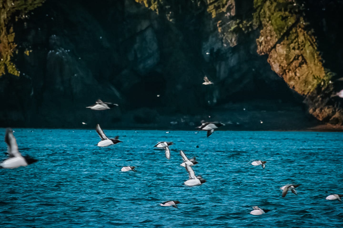 The flight of auks