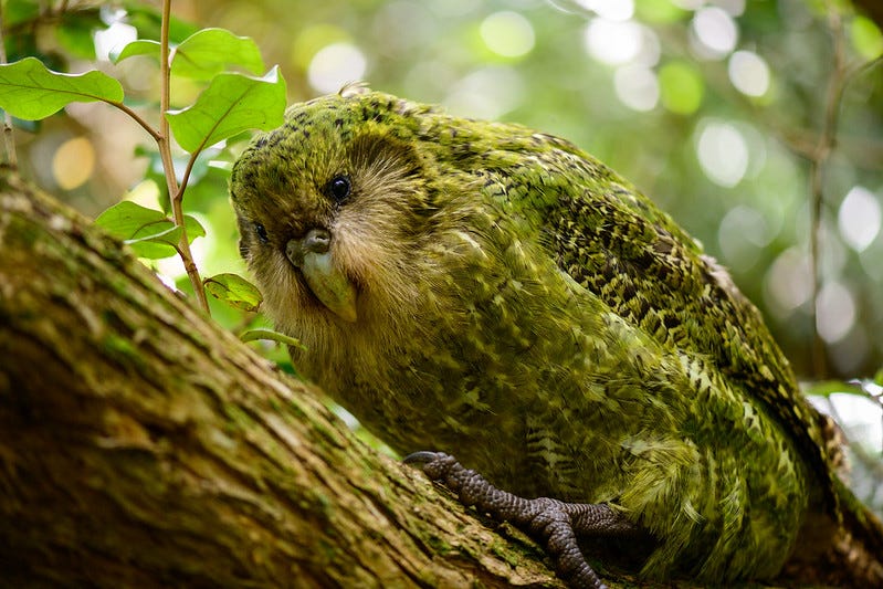 a photo of a kākāpō on a branch by Jake Osborne alternately spelled kakapo