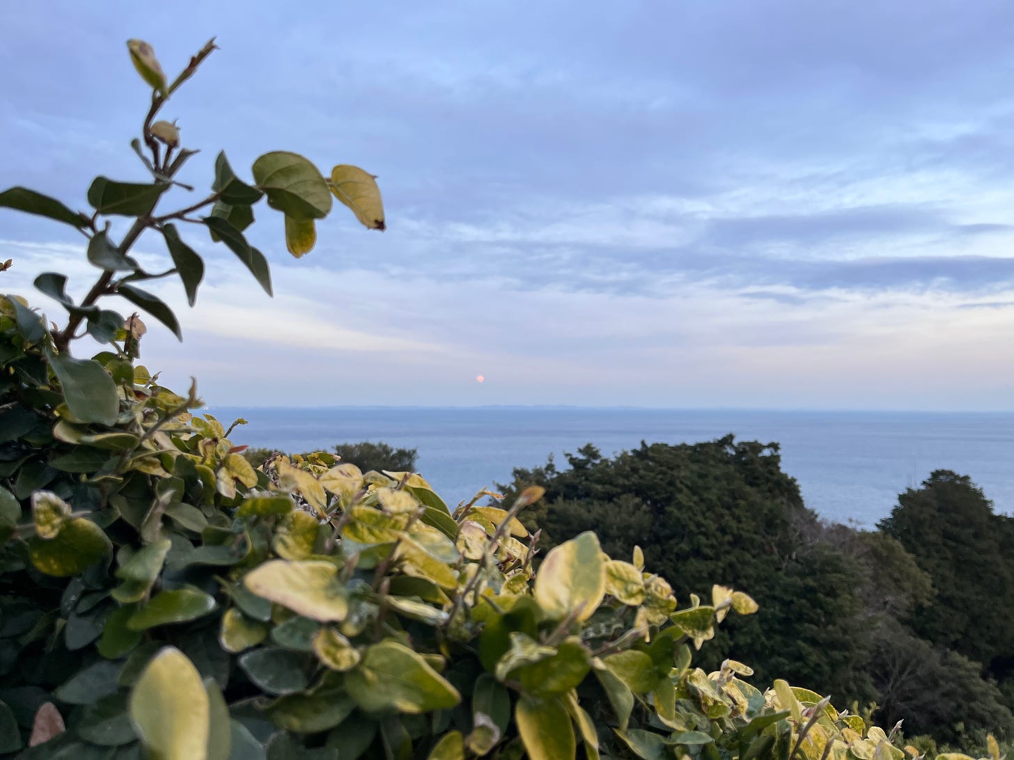 the full moon in the distance over the sea with greenery in the foreground