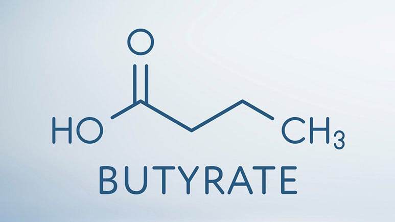butyrate gut brain axis connector
