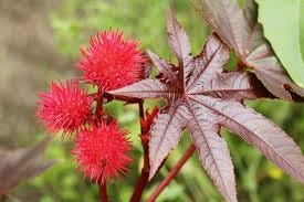 Ricinus communis 'Carmencita' (Castor ...