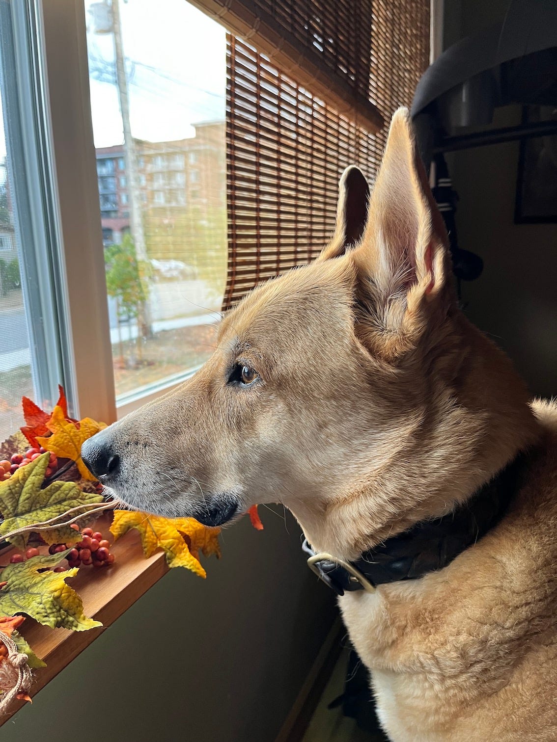 A brown german shepherd stares out a window at the street