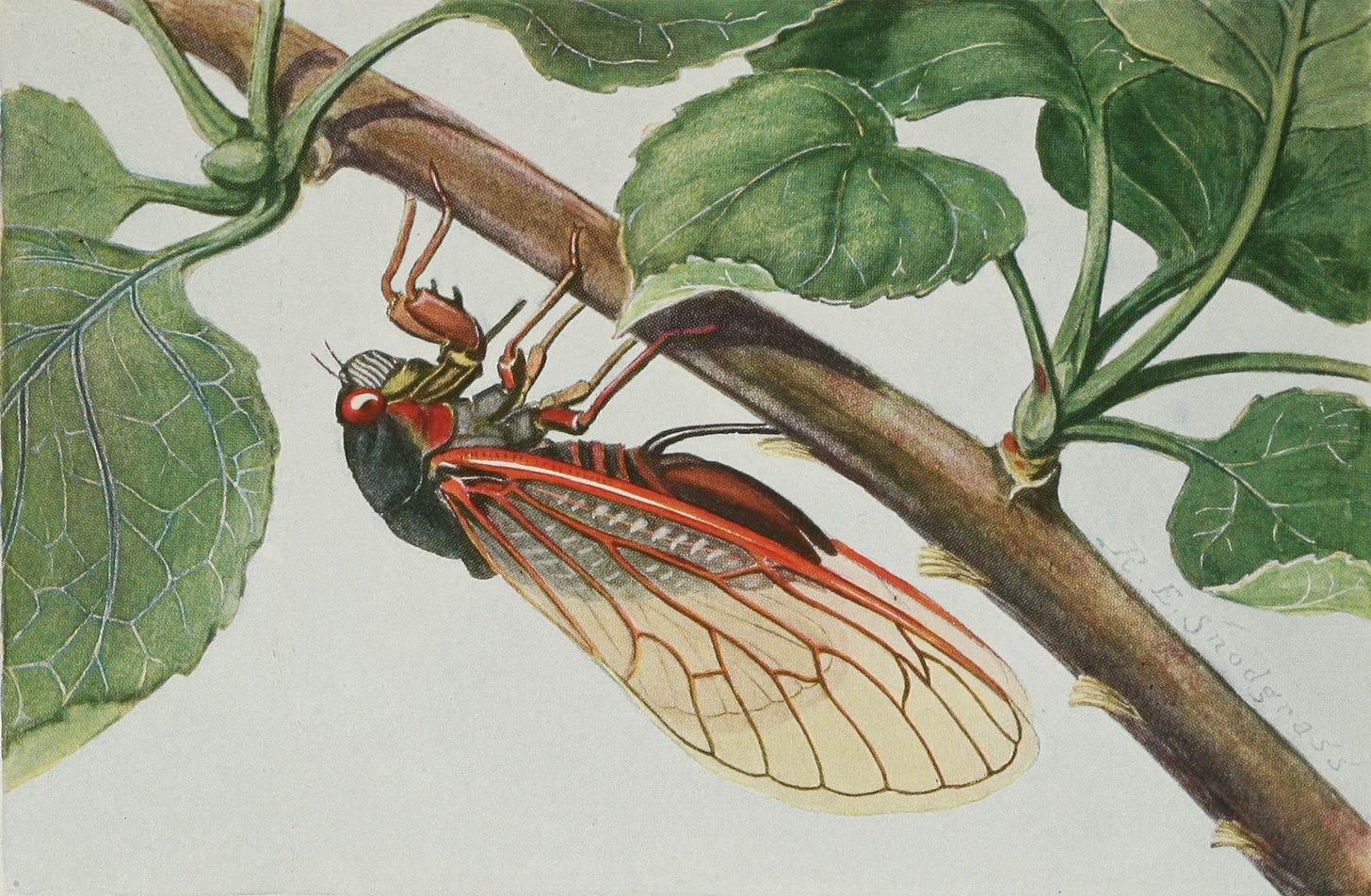 A 17-year cicada, Magicicada, Robert Evans Snodgrass, 1930