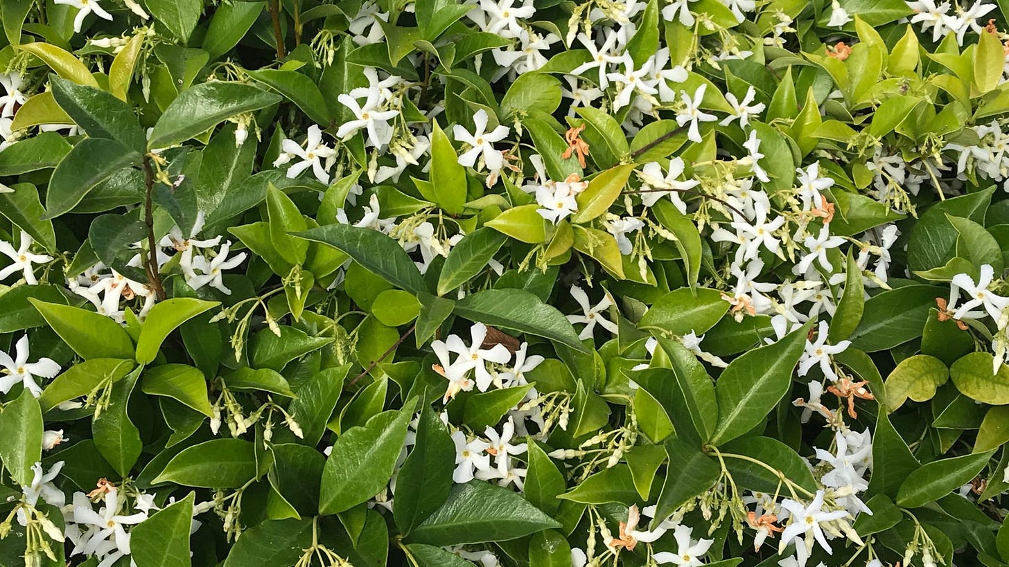 Star Jasmine Bush