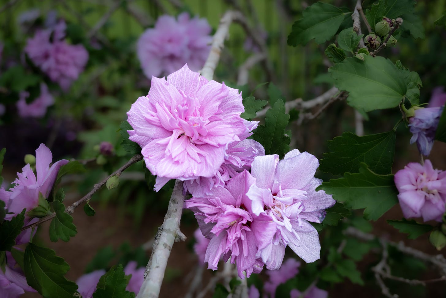 A cluster of lilac colored althea blooms on a branch with more in the background