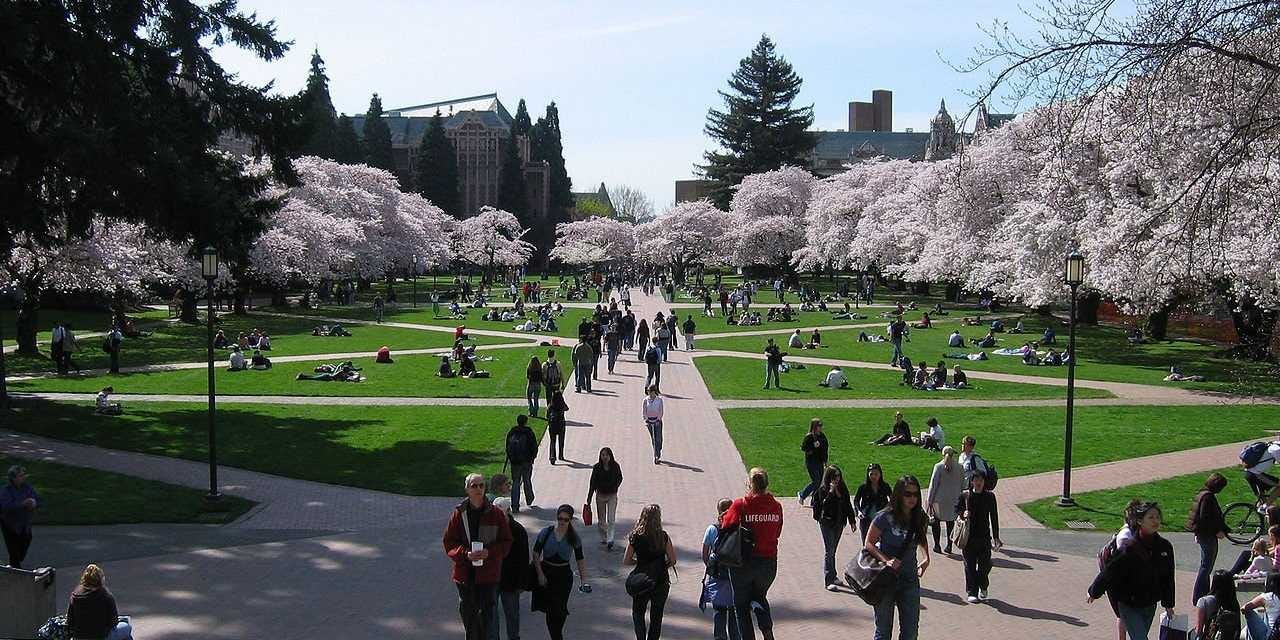 University Washington Quad Campus Cherry Trees