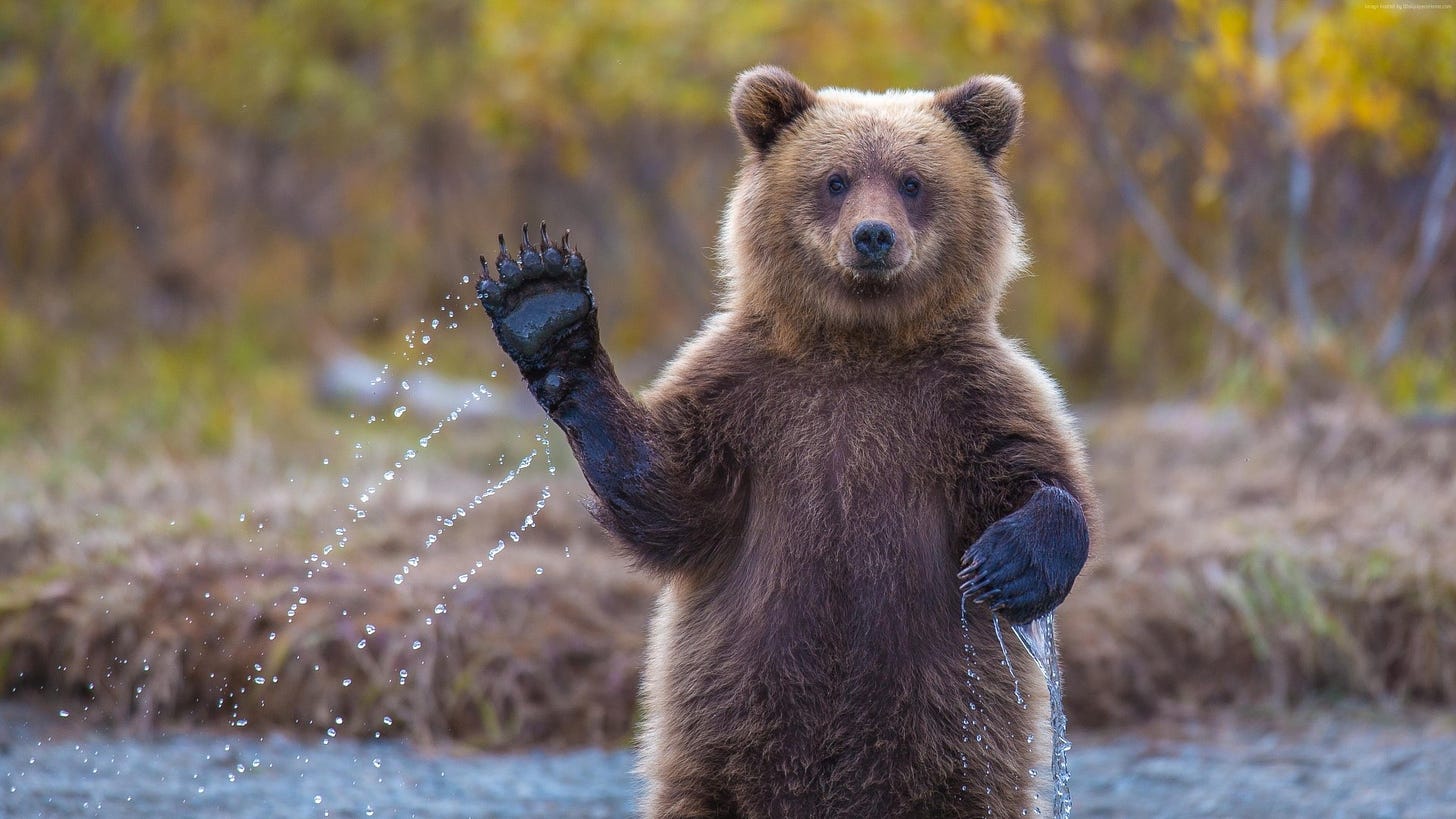 A friendly looking brown bear waving to the camera.