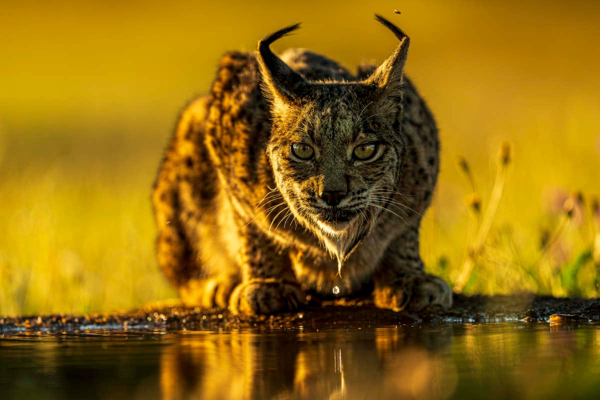 con el sol de la mañana, un lince ibérico bebe de un pequeño charco mientras mira a la cámara