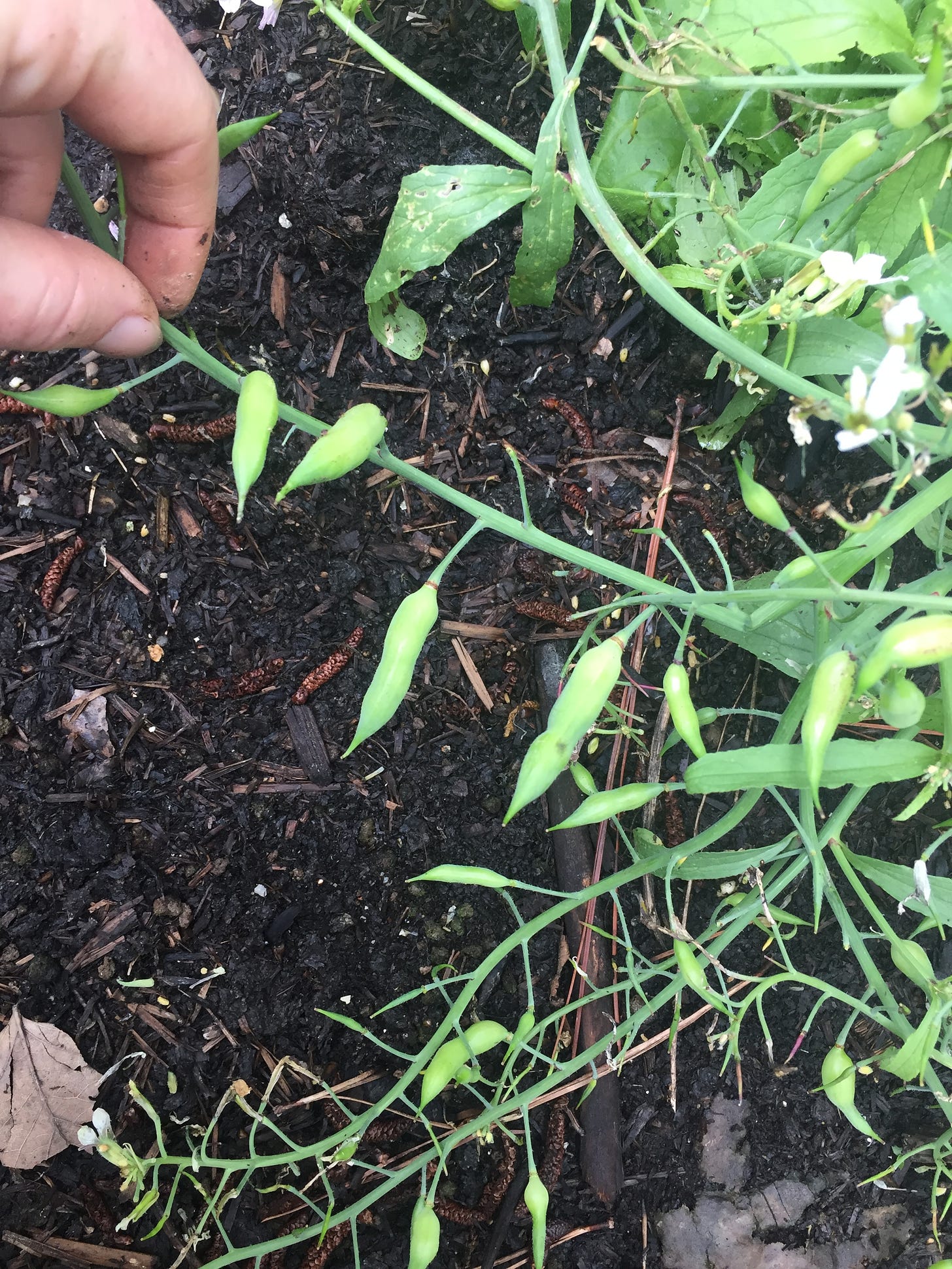 hand holding a string of radish pods