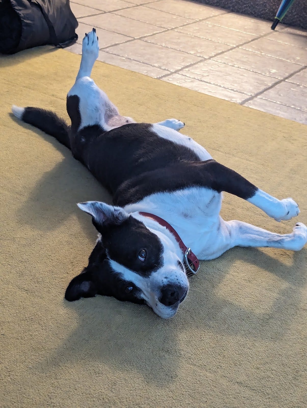 Moxie, adorable black and white dog, laying on her side and looking at the camera