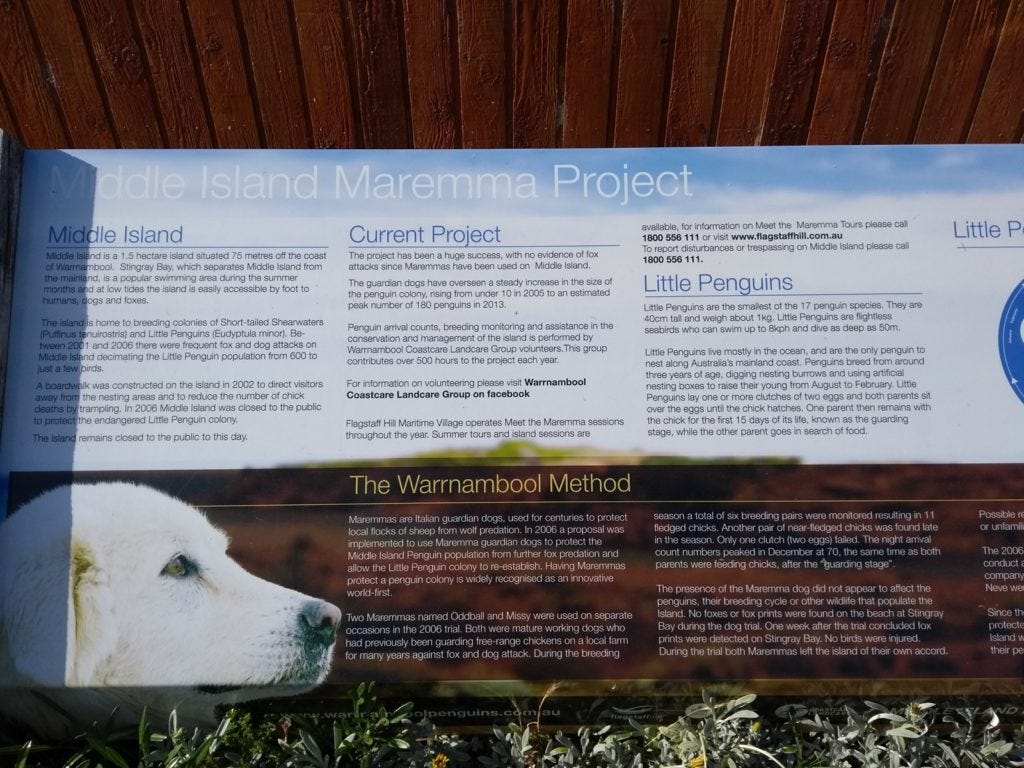 Info panel about Maremma sheepdogs, which protect Little Penguins in Warrnambool