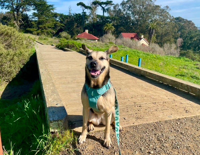dog with light brown and black markings wearing a light blue harness looks to camera with ears back and smiling, she stands on a path with trees, grass, and sky behind her