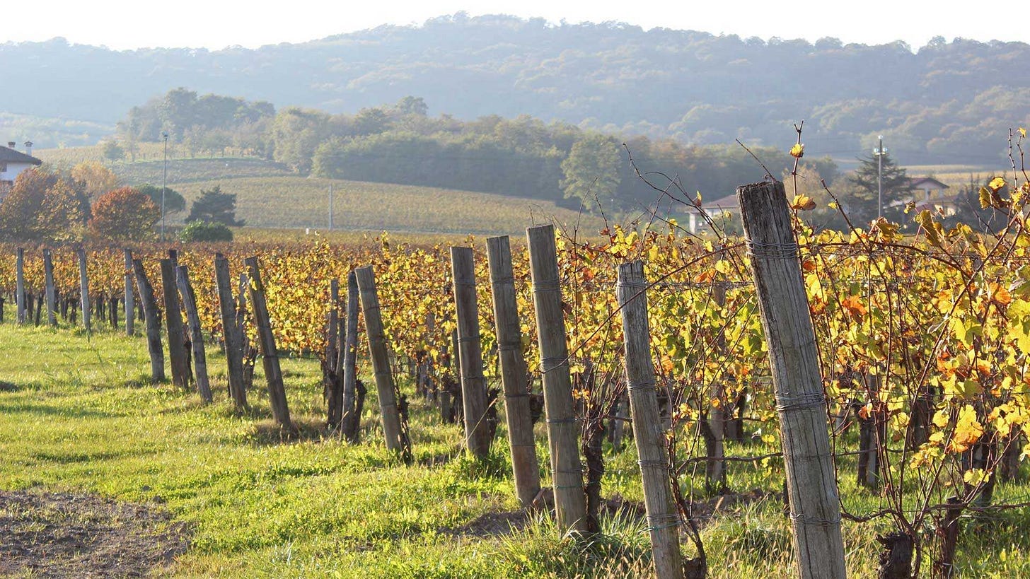 Côtes de Provence | Olema Wines