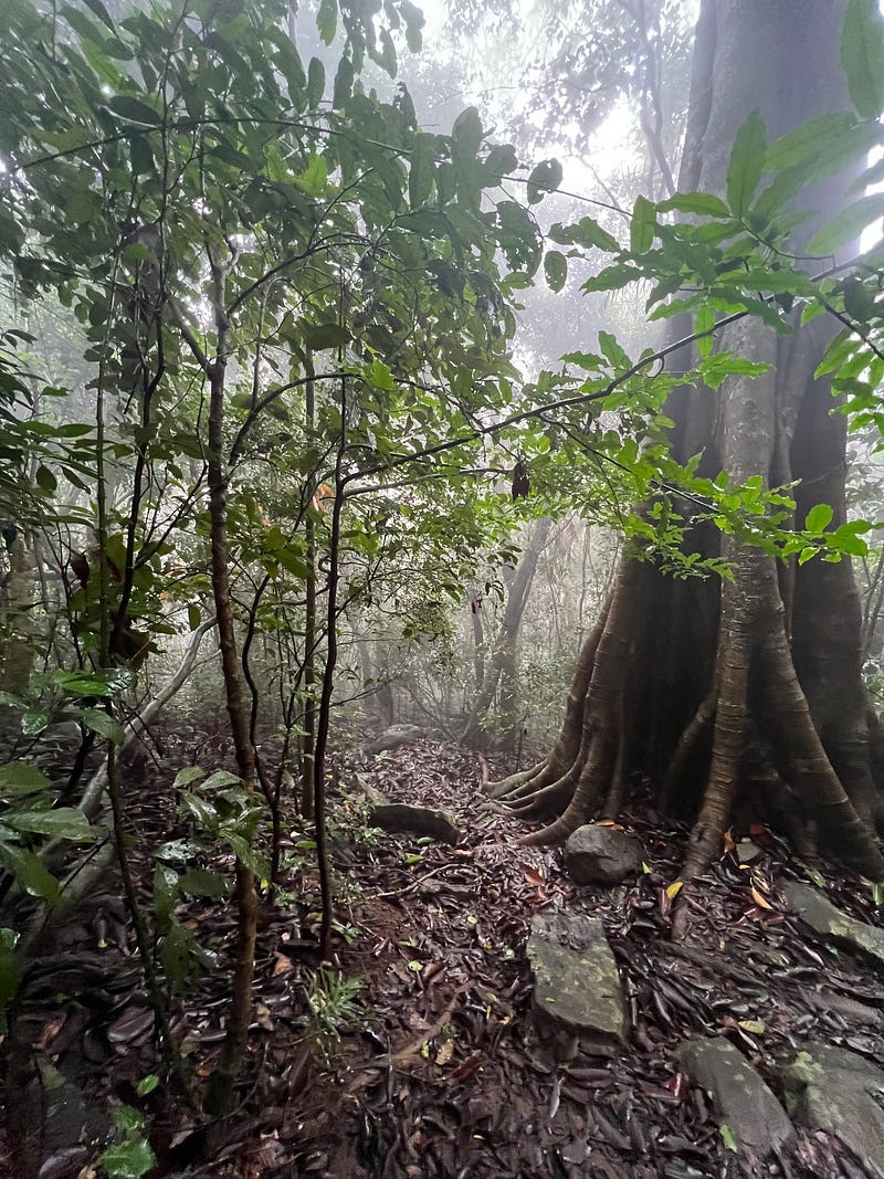 A foggy rainforest
