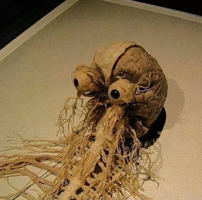 The nervous system. That is us. The rest of the body is an organic  spacesuit worn by this creature to live on this particular rock revolving  around a star. : r/humansarespaceorcs