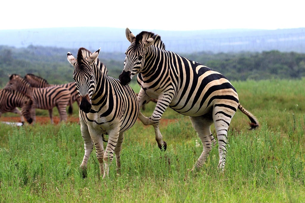 Two zebras cavorting