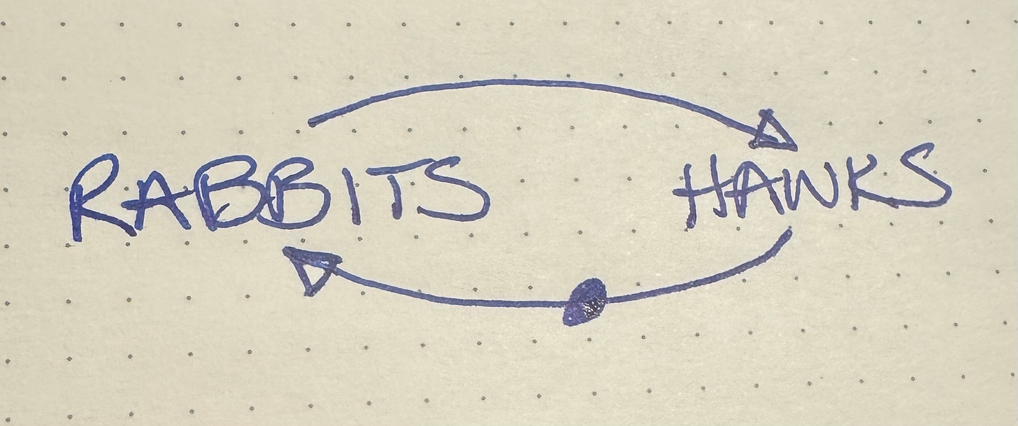 More rabbits lead to more hawks which lead to fewer rabbits.