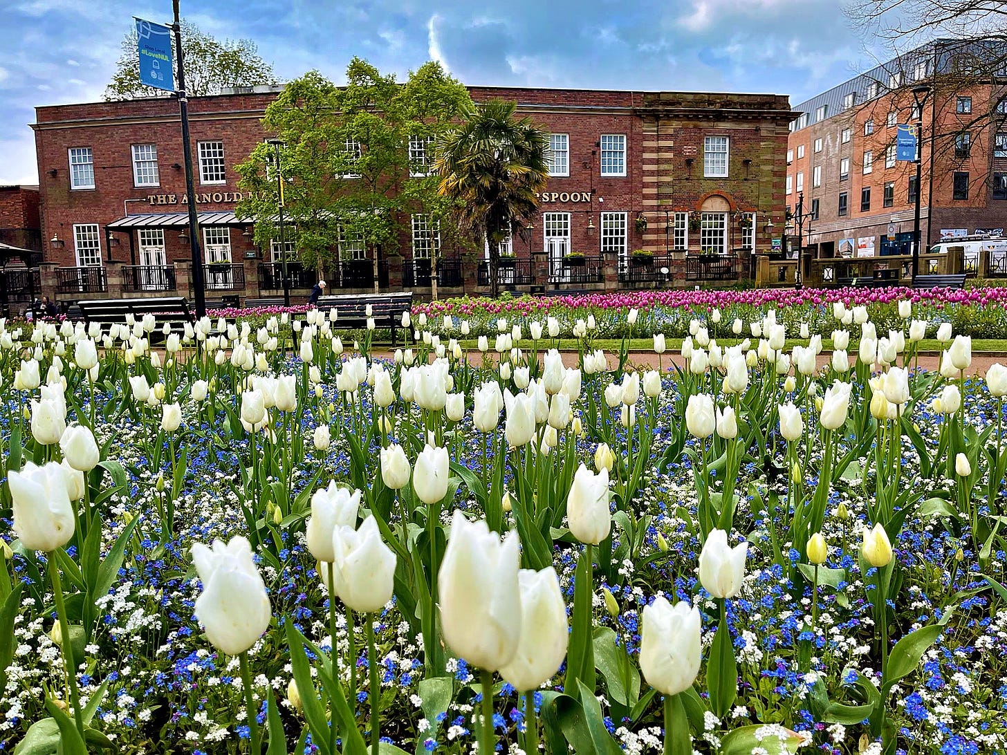 a bed of white tulips in Queens Gardens, Newcastle town centre