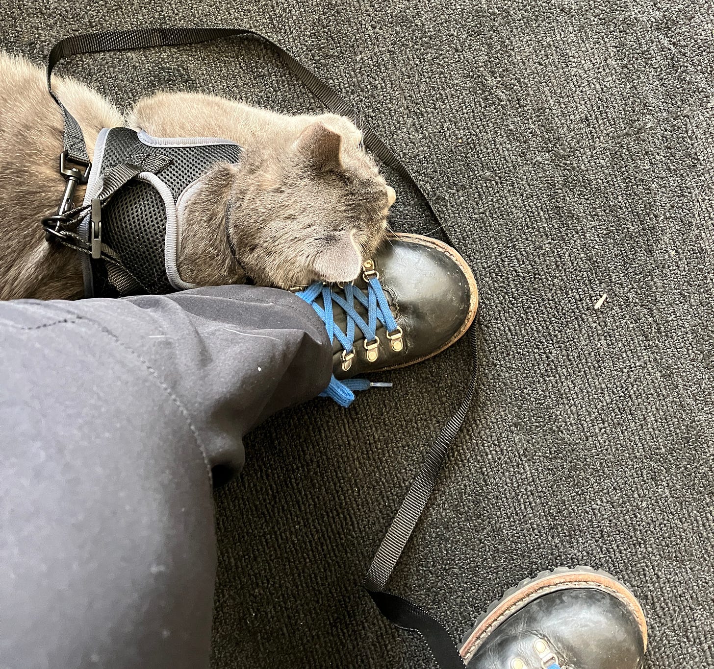 My cat on a leash in the Philadelphia Airport next to my shoe with blue laces.