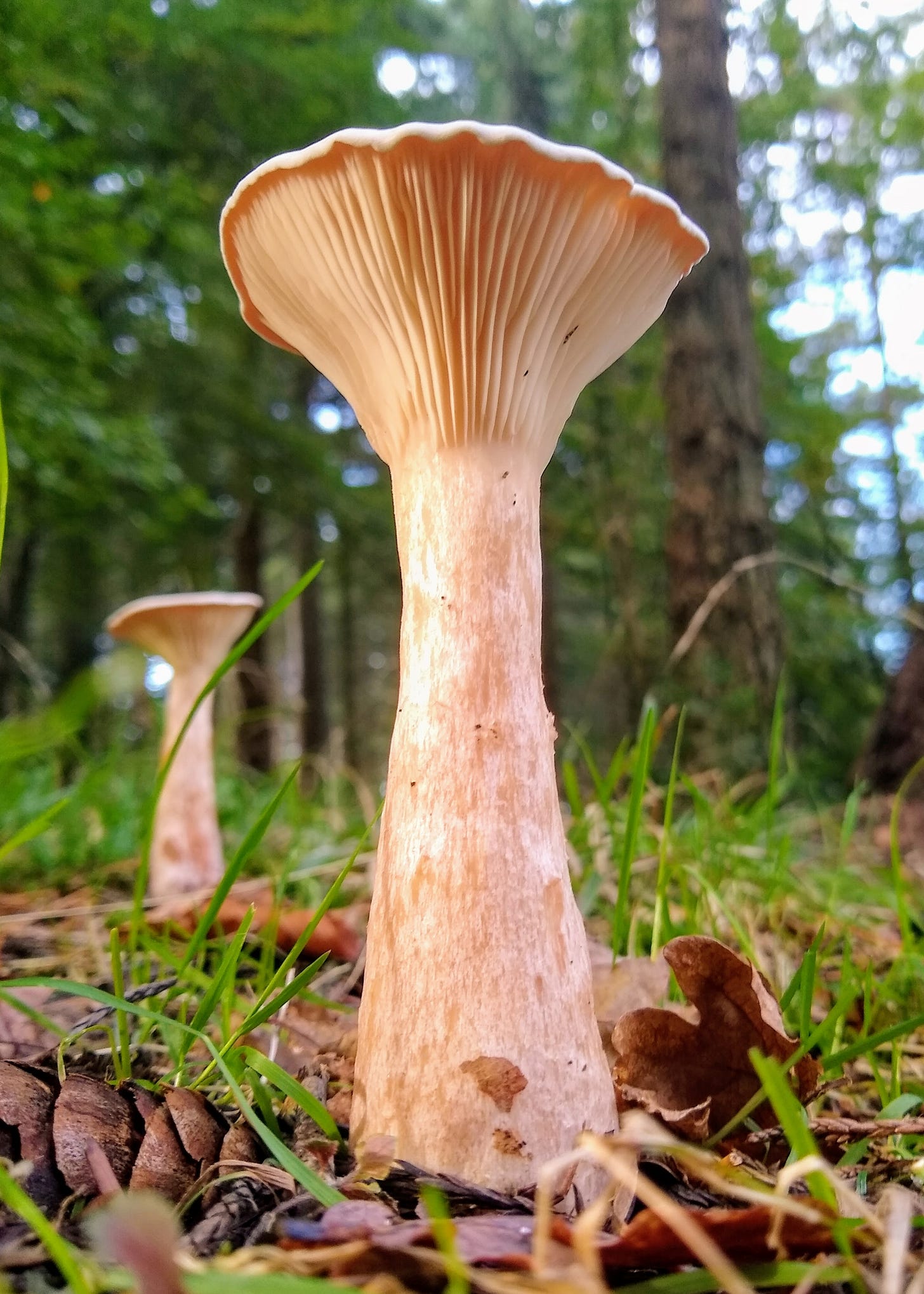 A fungal fruiting body resembling a Middle-Eastern water tower.