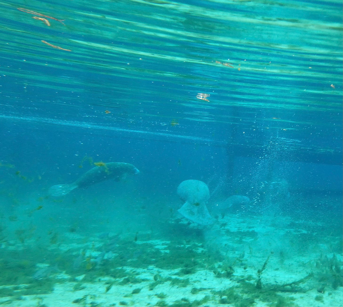 Underwater photo of manatees in the distance. 