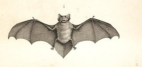 Scientific drawing of a bat from 1813