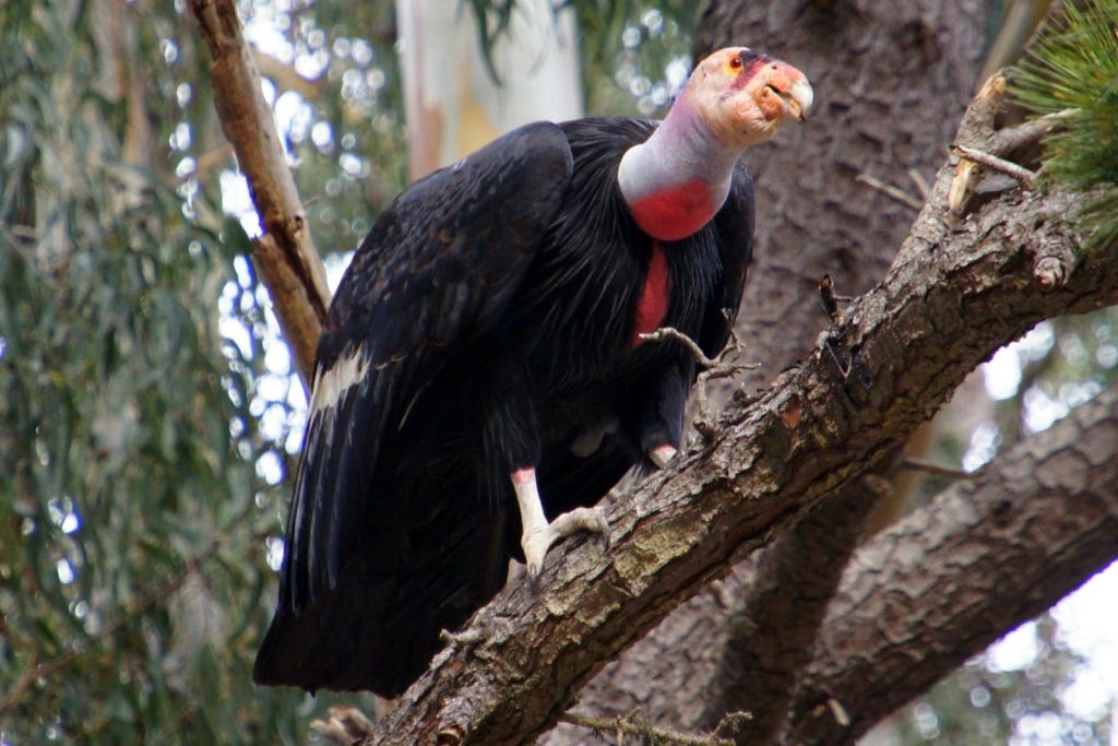 Kingpin, master of the Big Sur condor flock.