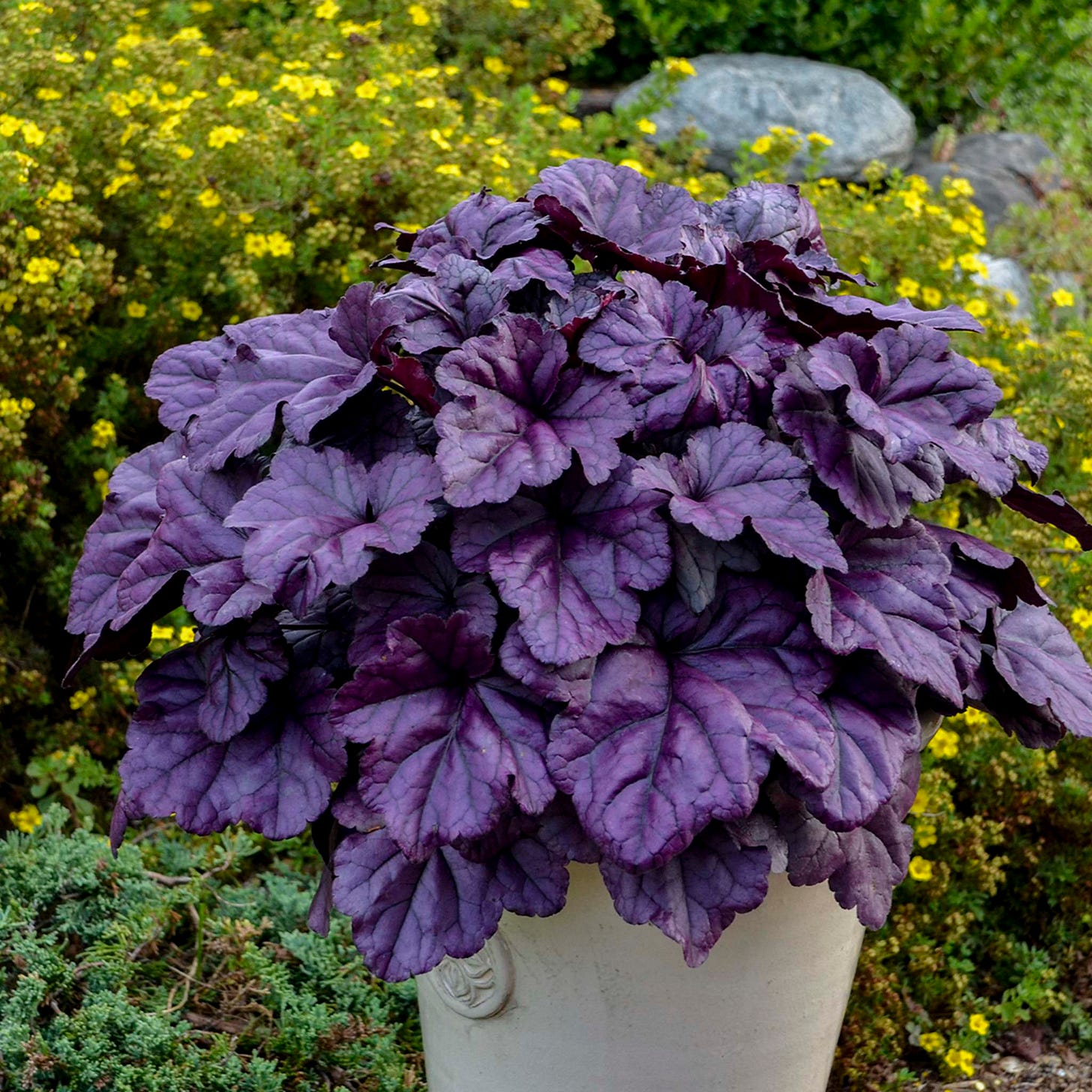 Grow heuchera for foliage or flowers – Winnipeg Free Press