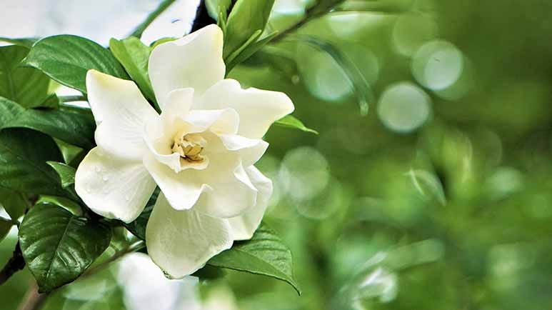 gardenia compound genipin