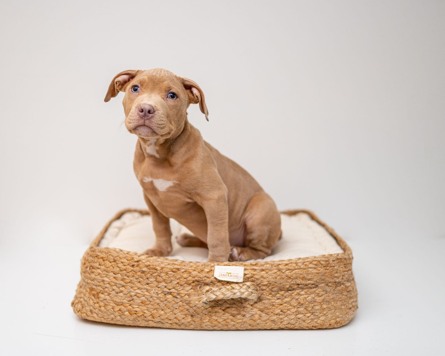 A tan pit bull puppy on a cream and raffia dog bed.