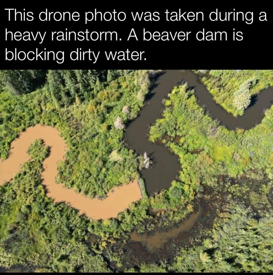 Beaver Dam Acts As Natural Water Purifier in Incredible Drone Shot Beaver Dam Acts As Natural Water Purifier in Incredible Drone Shot