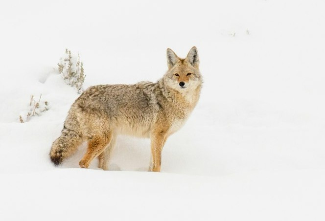 brown coyote on snow covered ground during daytime