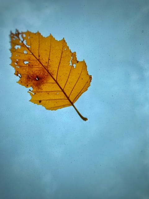 image of a yellow leaf with a moody sky behind it.