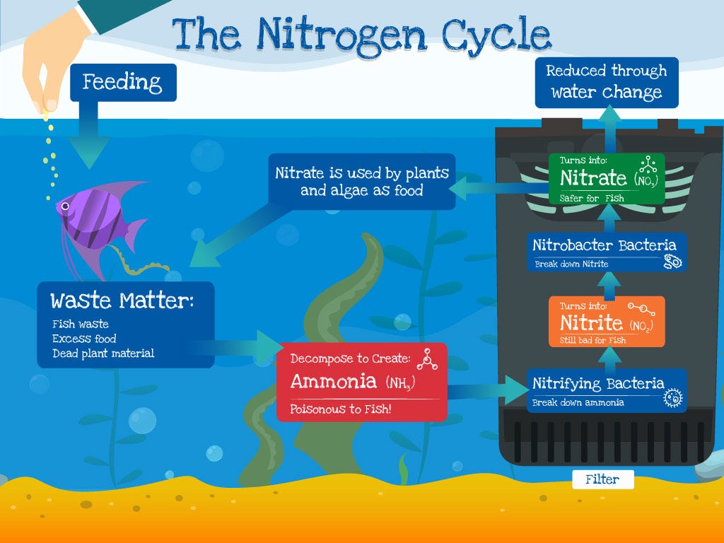 Interpet - Understanding the Nitrogen cycle