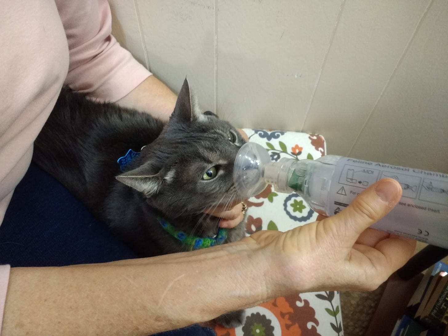 gandolph using an asthma inhaler for cats