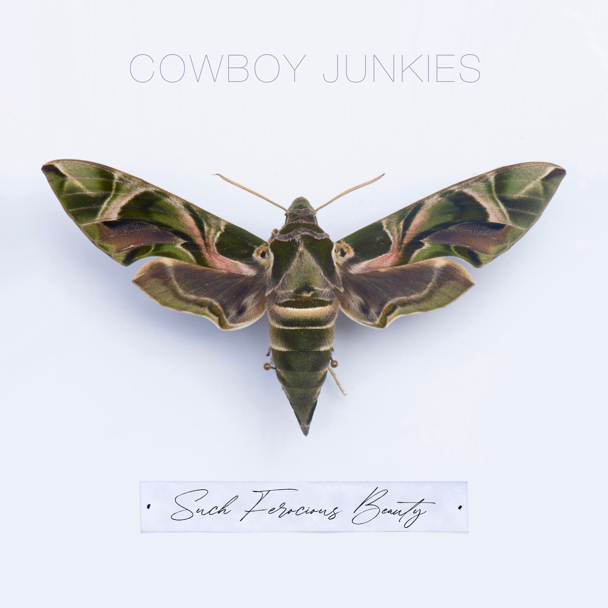 Albums Of The Week: Cowboy Junkies | Such Ferocious Beauty | Tinnitist