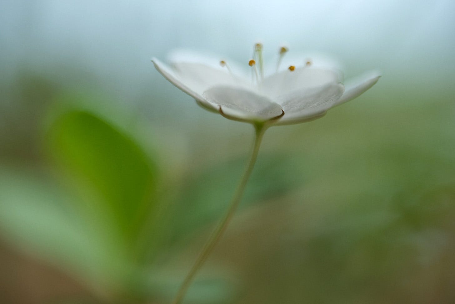 Close up of delicate white arctic starflowers / chickweed wintergreen (Lysimachia europaea)