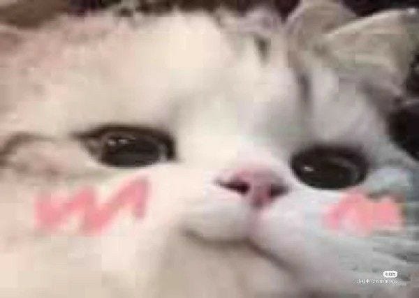 480 ideas de Gato meme | meme gato, mascotas memes, memes de animales