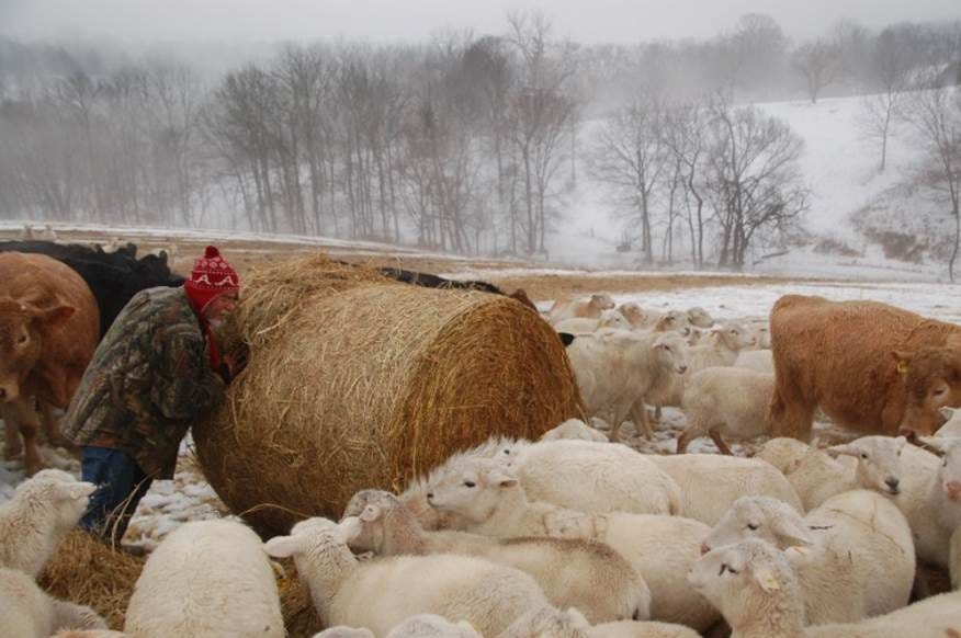 A group of sheep in a field AI-generated content may be incorrect.