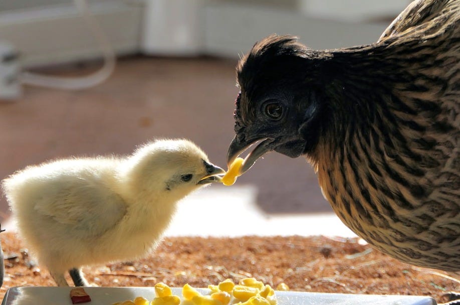 yellow chick and brown hen