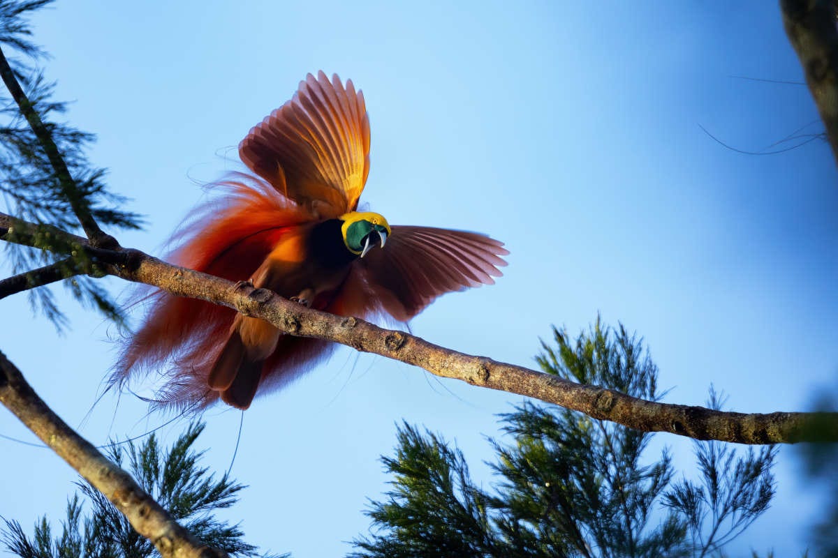 un ave del paraíso de muchos colores abriendo las alas y el pico