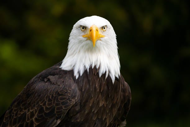 Bald eagle with blurred green background Bird portrait american eagle symbol stock pictures, royalty-free photos & images
