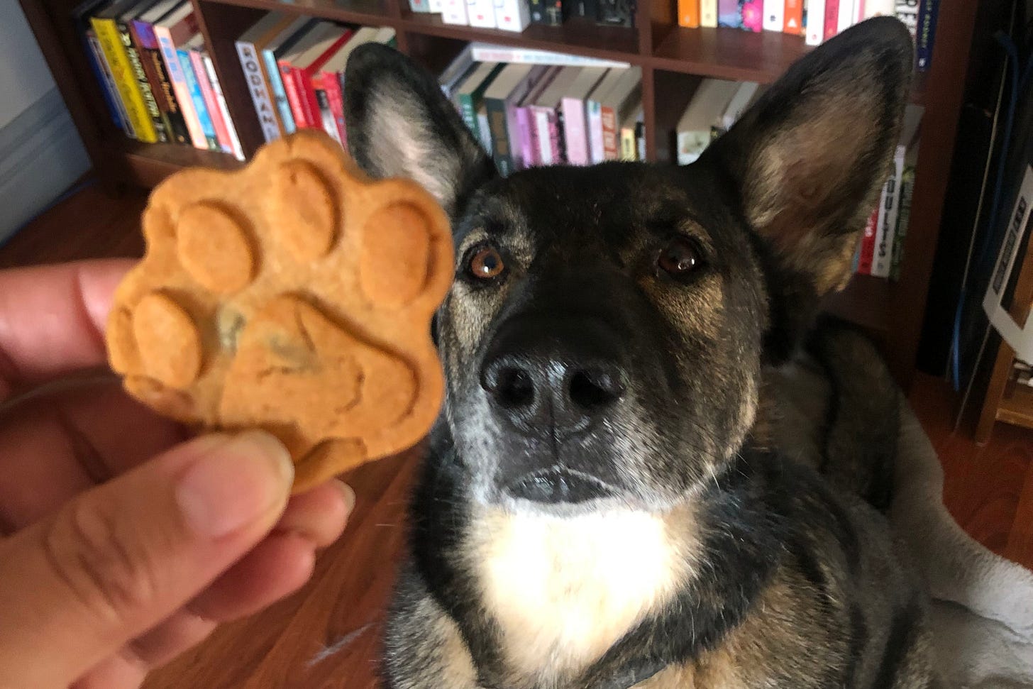 A hand holds a biscuit up in front of dog that is sat in front of a bookcase.