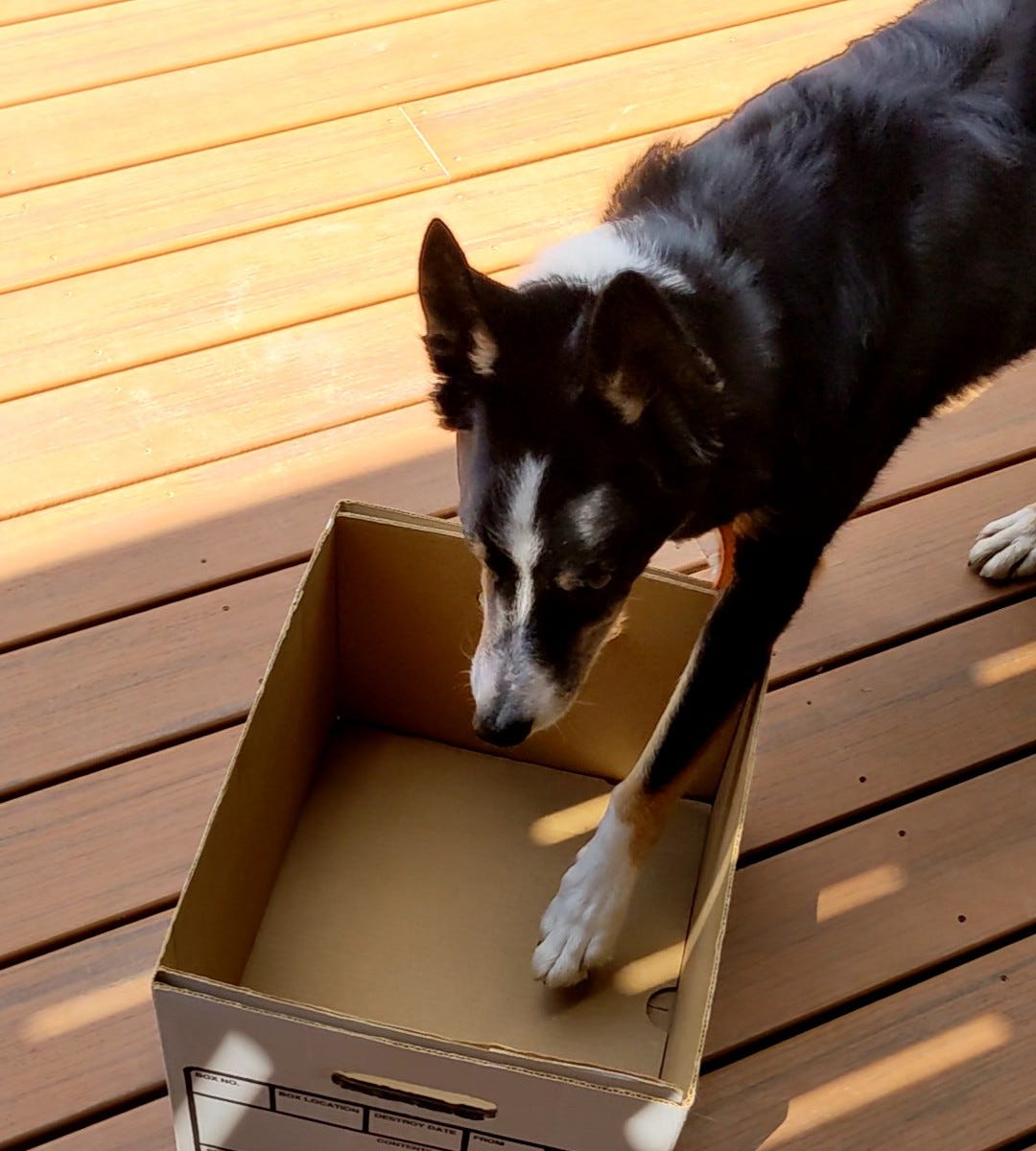 Dog putting paw in box
