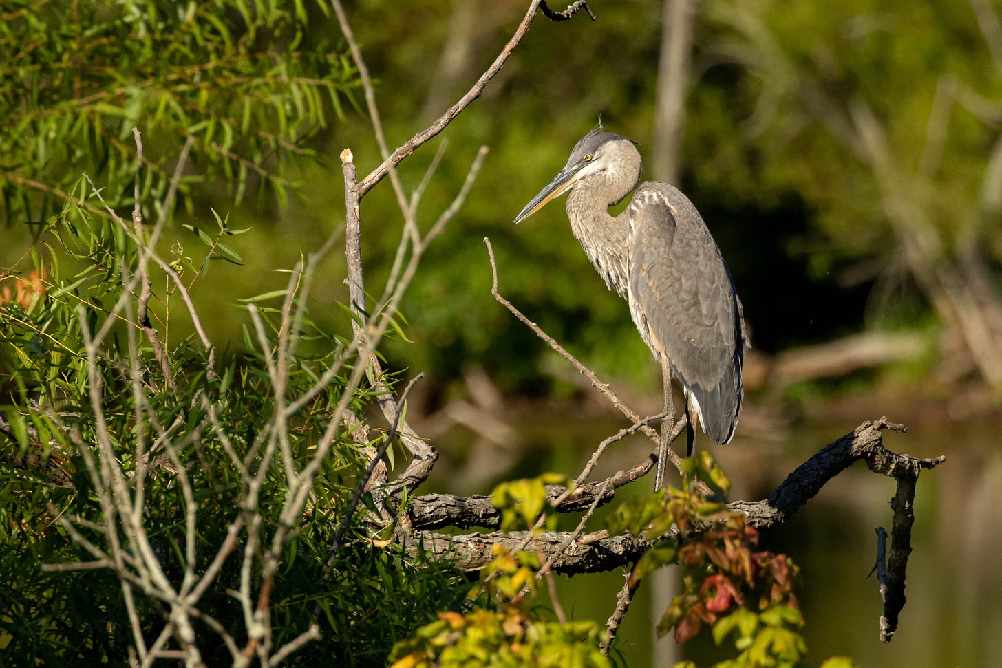 a great blue heron - a long, bluish-gray wading bird standing on a branch against a green background
