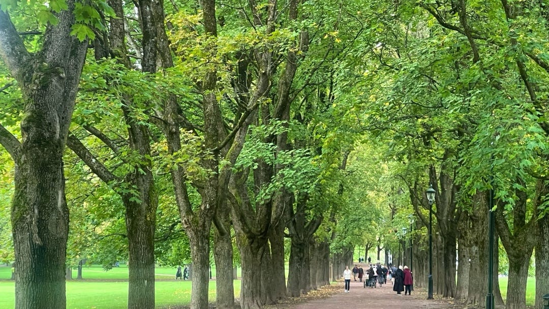 double row of trees in park, people walking in the distance